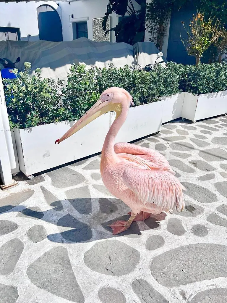 Provis Rentals Suite No2 Mykonos Mykonos Town